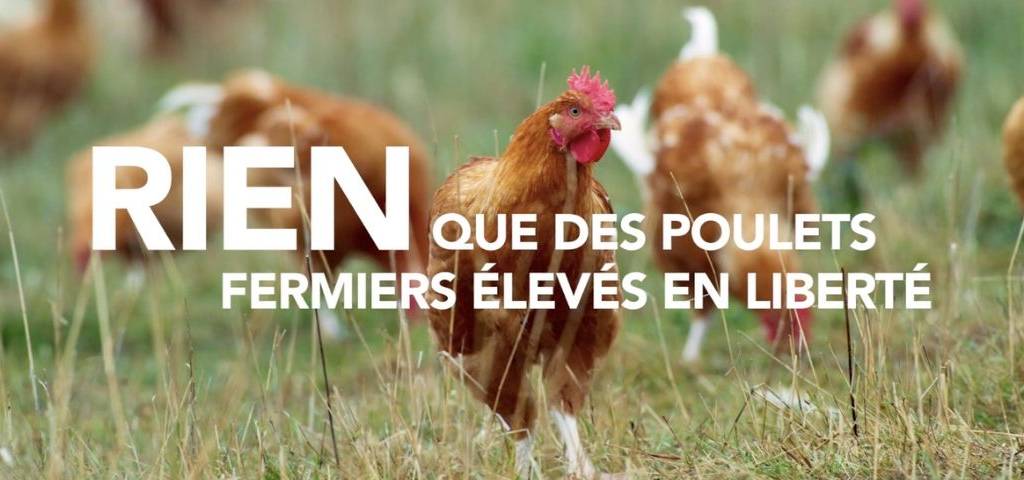 Poulets en liberté avec le message : Rien des poulets élevès en liberté