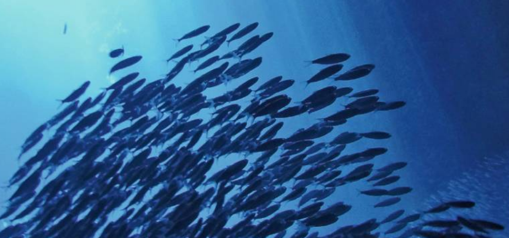 Visuel d'un banc de poissons
