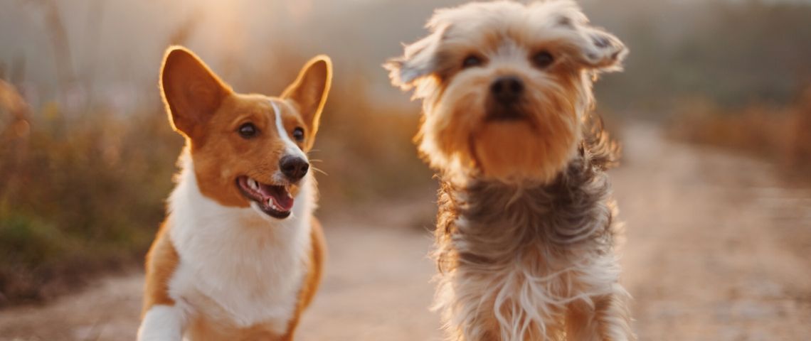 Deux chiens courent dans la nature