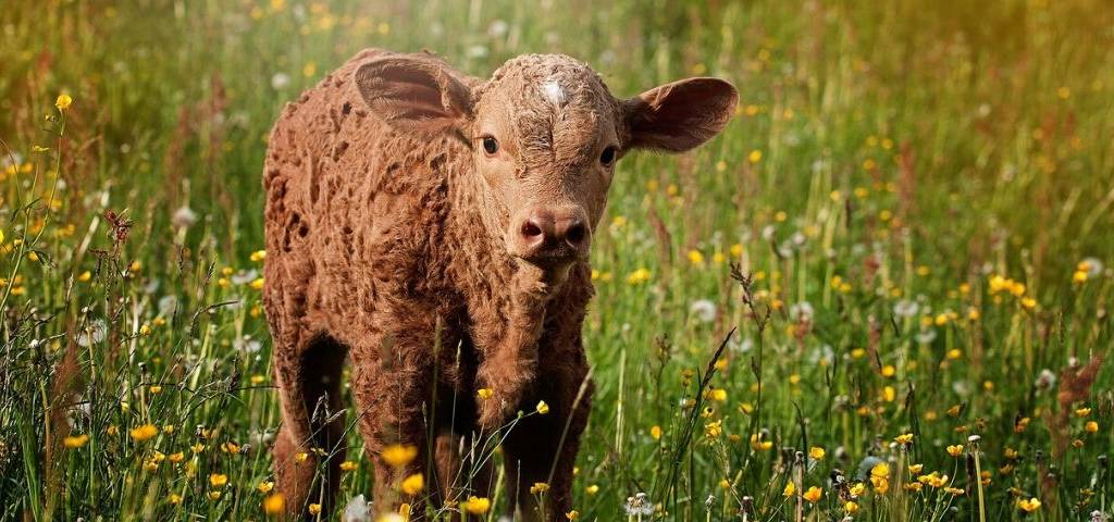 photo d'un agneau dans un pré