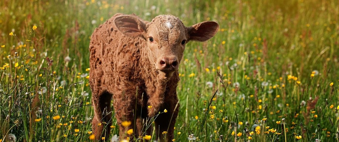 Meat-the-family-manger-son-animal-ou-devenir-vegetarien photo d'un agneau dans un pré