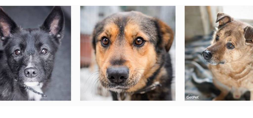 3 chiens mis à l'adoption via l'application GetPet