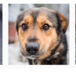 3 chiens mis à l'adoption via l'application GetPet