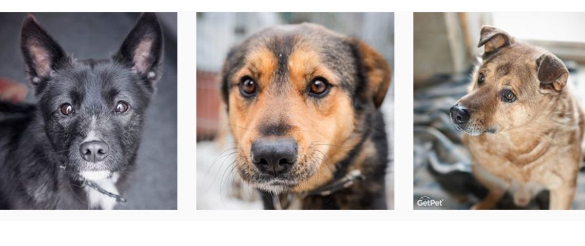 Getpet application lituanienne pour adopter un chien abandonné 3 chiens mis à l'adoption via l'application GetPet