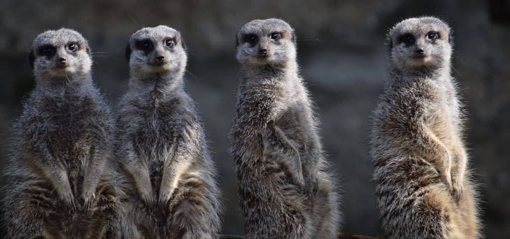 REWILD vient acheter un zoo pour ré-ensauvager le monde de réalise ainsi une première mondiale
