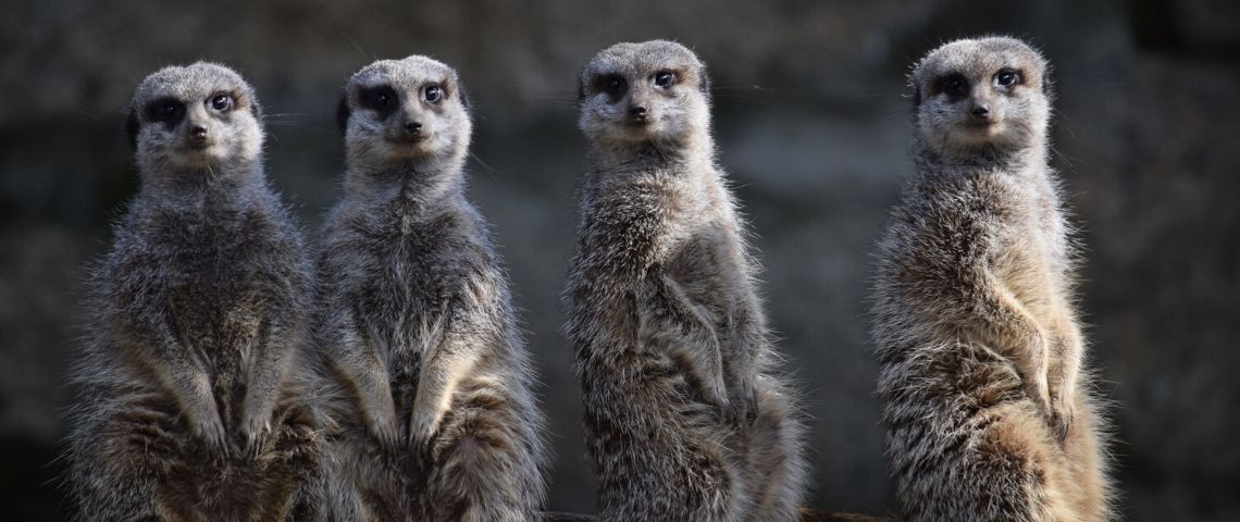 REWILD vient acheter un zoo pour ré-ensauvager le monde de réalise ainsi une première mondiale REWILD vient acheter un zoo pour ré-ensauvager le monde de réalise ainsi une première mondiale
