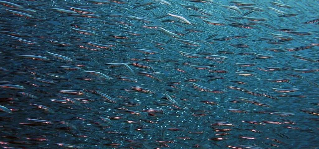 Poissons