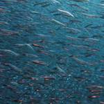 Poissons