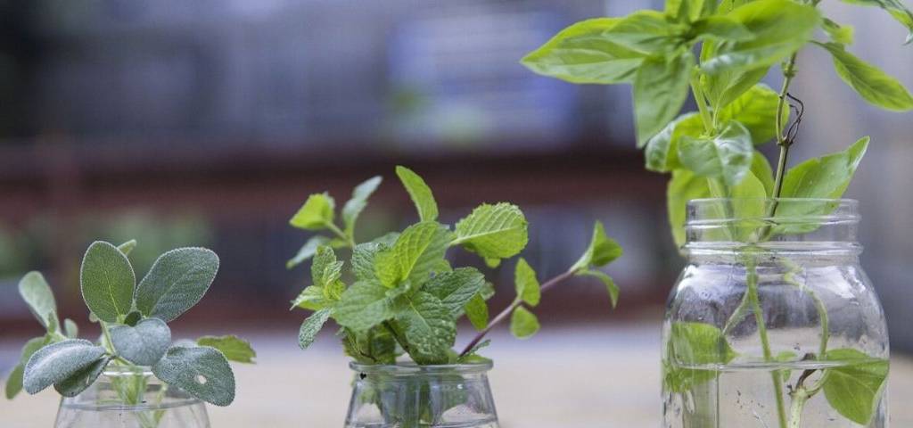 Plantes aromatiques dans des petits bocaux