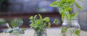 Plantes aromatiques dans des petits bocaux