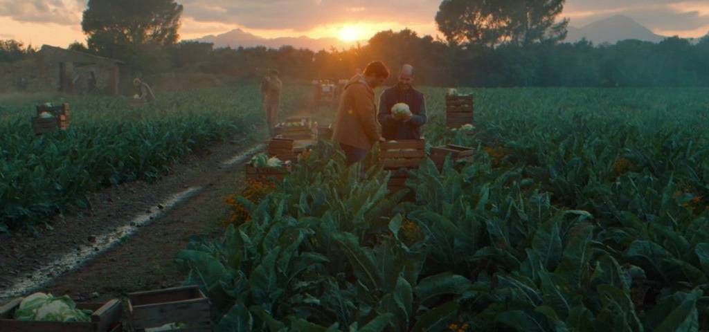 Hommes dans un champ ramassant des choux fleurs