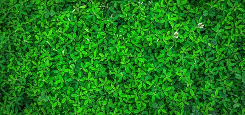 Verdure