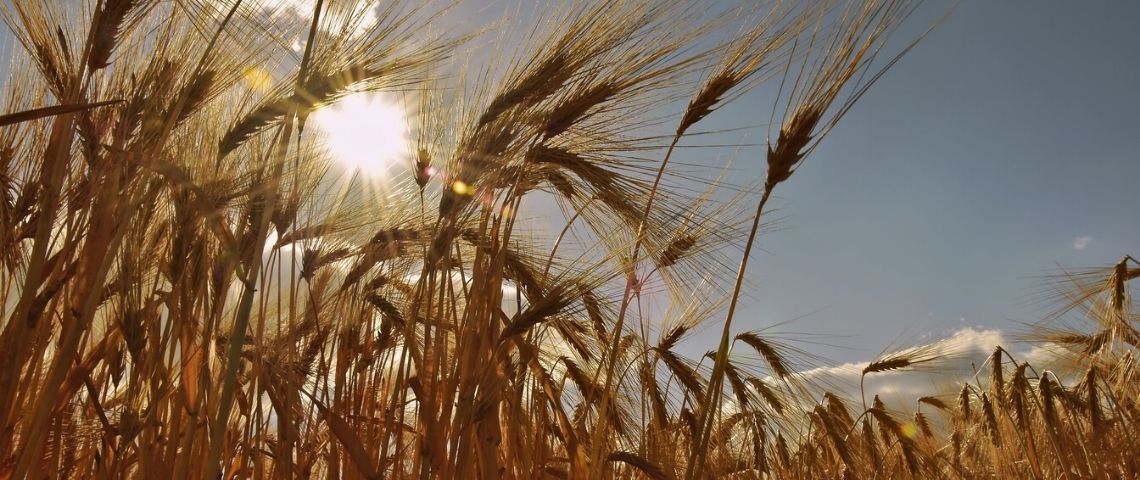 Nestlé Céréales choisit Australie pour l’accompagner sur ses prises de paroles institutionnelles Champ de blé