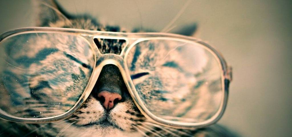 Chat portant des lunettes