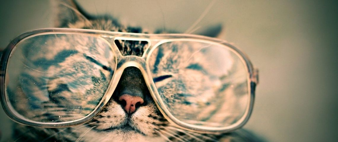 Optic 2000 et Sea2see propose une nouvelle collection de montures de lunettes réalisée à partir de déchets plastiques marins recyclés Chat portant des lunettes