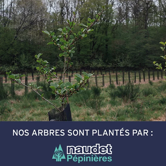 Capture d'écran du site Faguo qui indique que les arbres sont plantés avec Naudet Pépinières