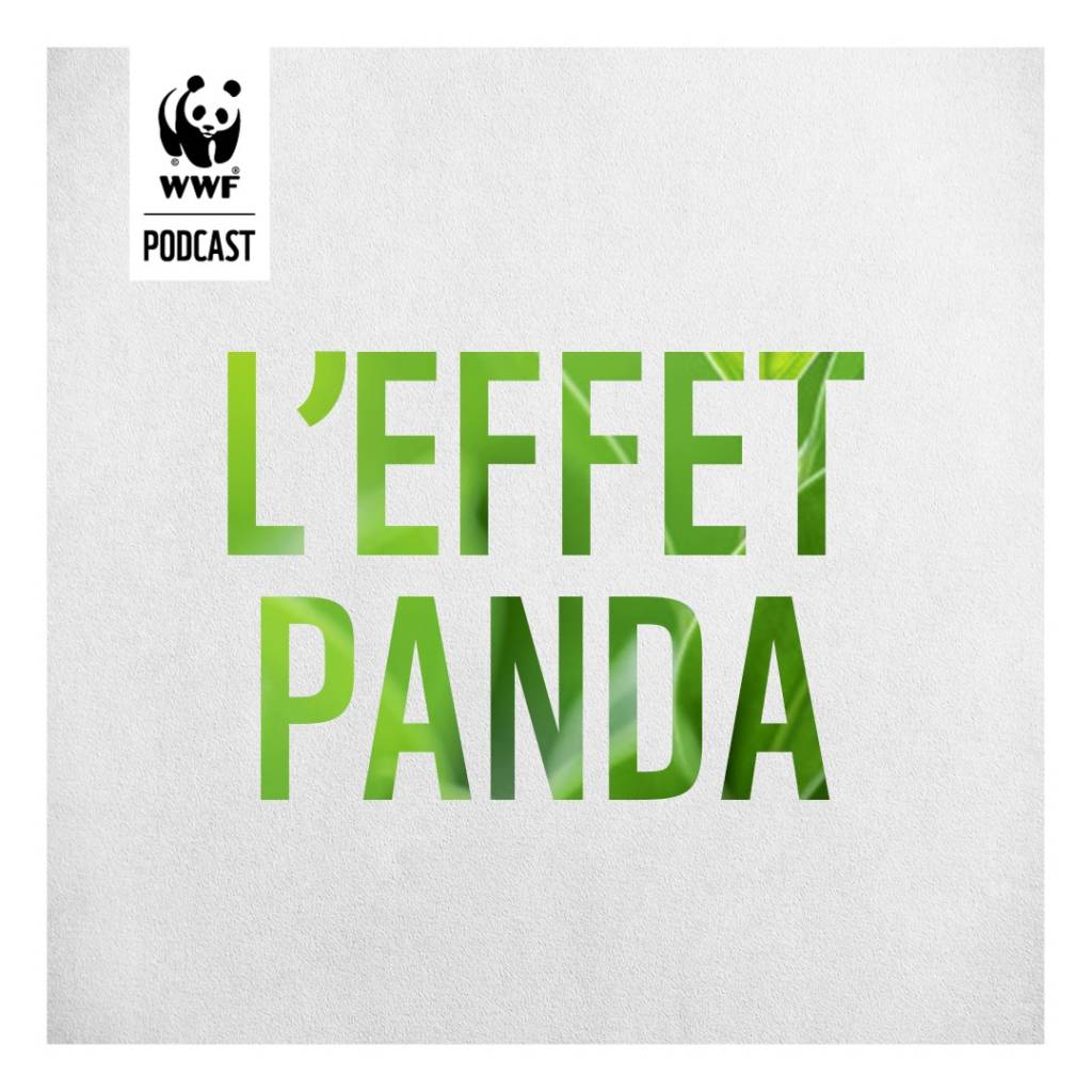 Logo l'Effet Panda