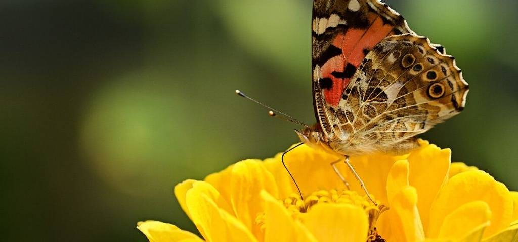 Papillon butinant une fleur jaune