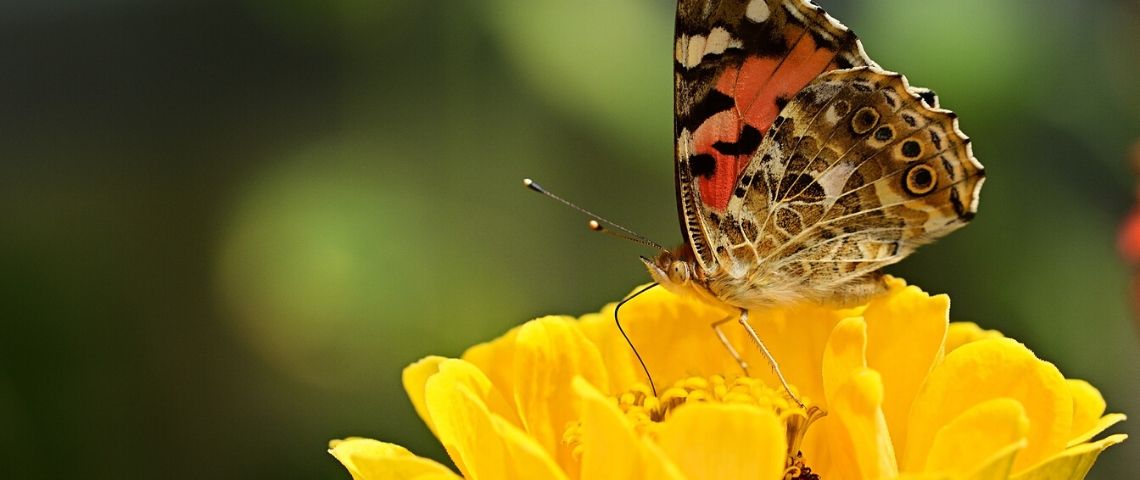 Bonneterre et l'agence Mouton Noir sensibilise à la préservation des papillons Papillon butinant une fleur jaune