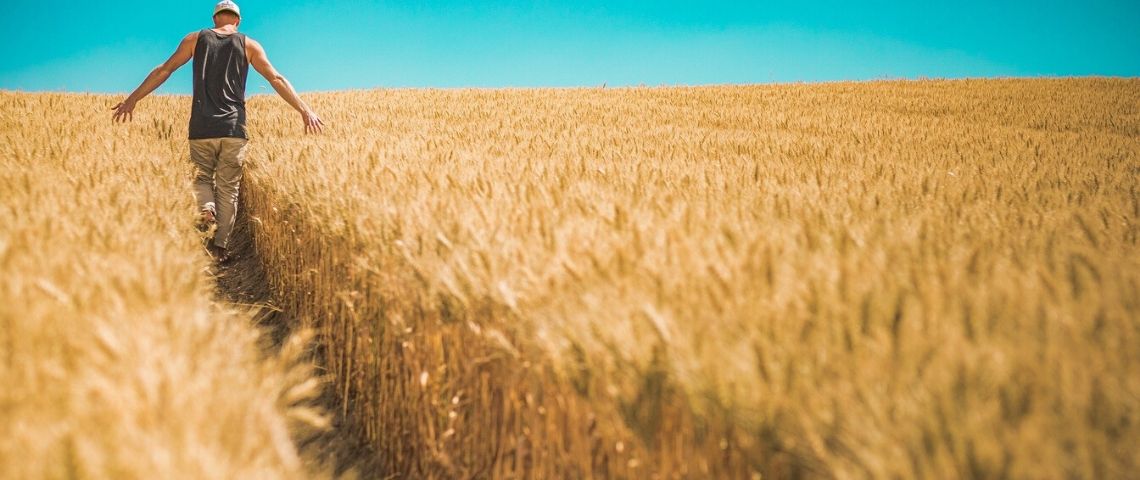 Connecting Food reconnecte producteurs et consommateurs pour plus de transparence grâce à la blockchain Champ de blé