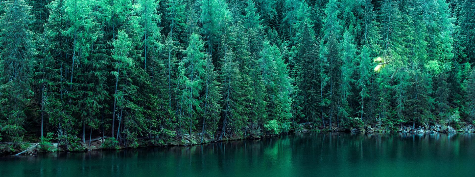 Rendre le digital plus éthique et durable : de gros enjeux pour les entreprises Une forêt au bord d'un lac
