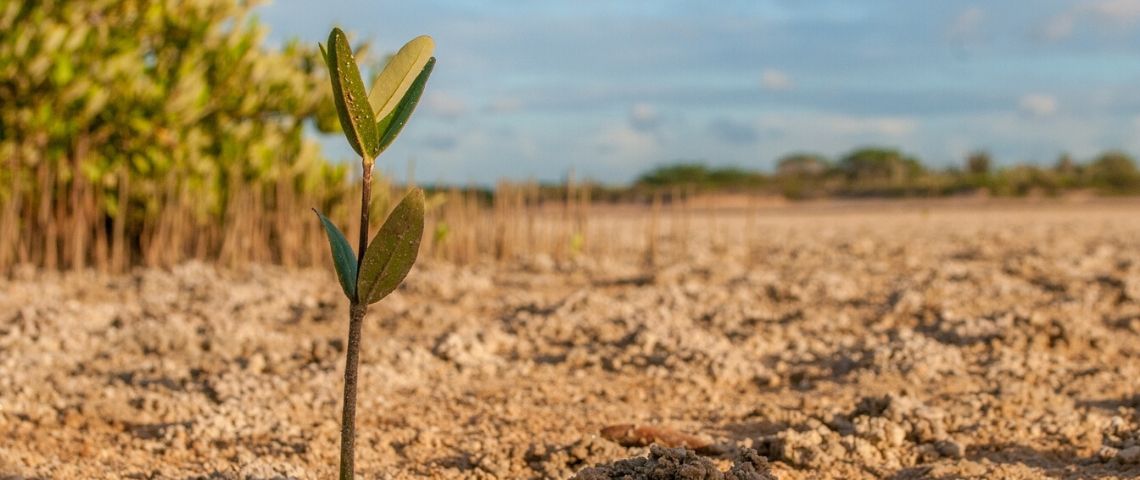 ForumConstruire.com réalisé un don de 10 000 euros à l’association Planète Urgence pour planter 10 000 arbres en Indonésie pour fêter ses 15 ans Bourgeon d'arbre
