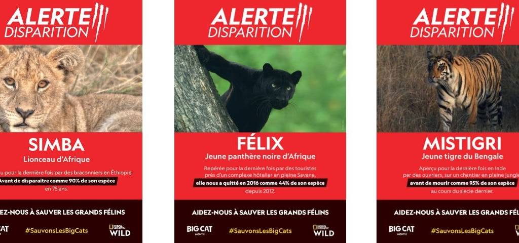 Visuel de felins
