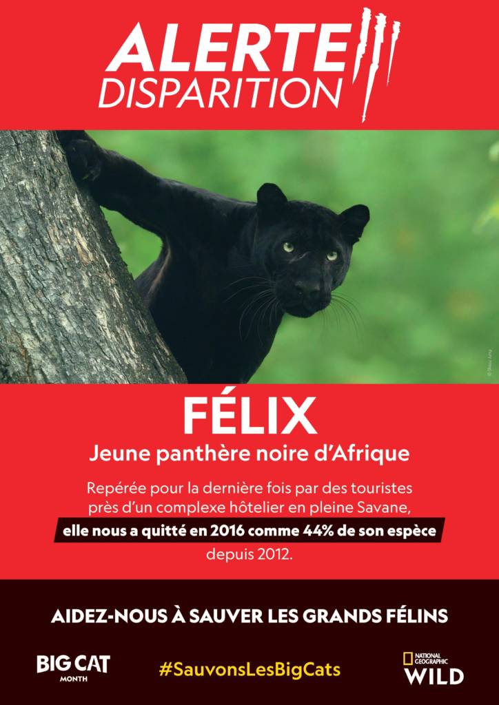 Affiche alerte enlèvement pour une panthère noire