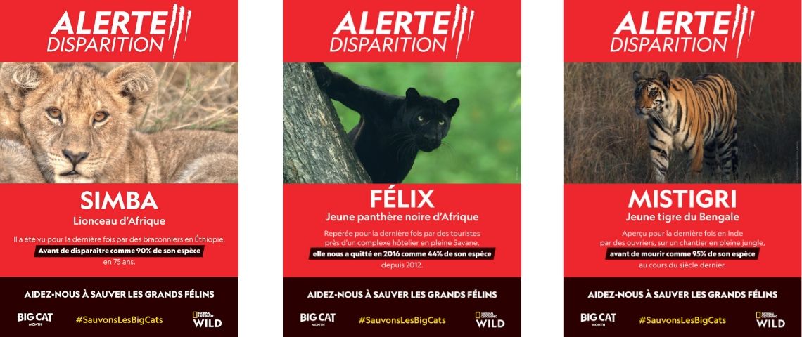 National Geographic Wild lance une « alerte disparition » pour sensibiliser à la situation critique des grands félins Visuel de felins