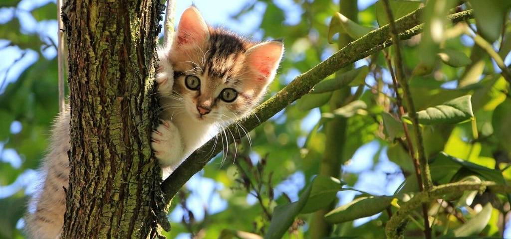Chaton dans un arbre