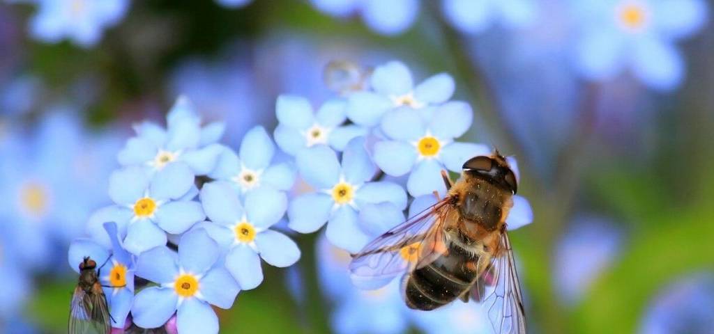 Abeille butinant une fleur