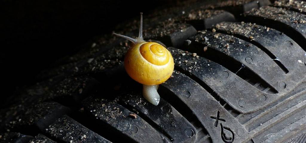 Escargot sur un pneu