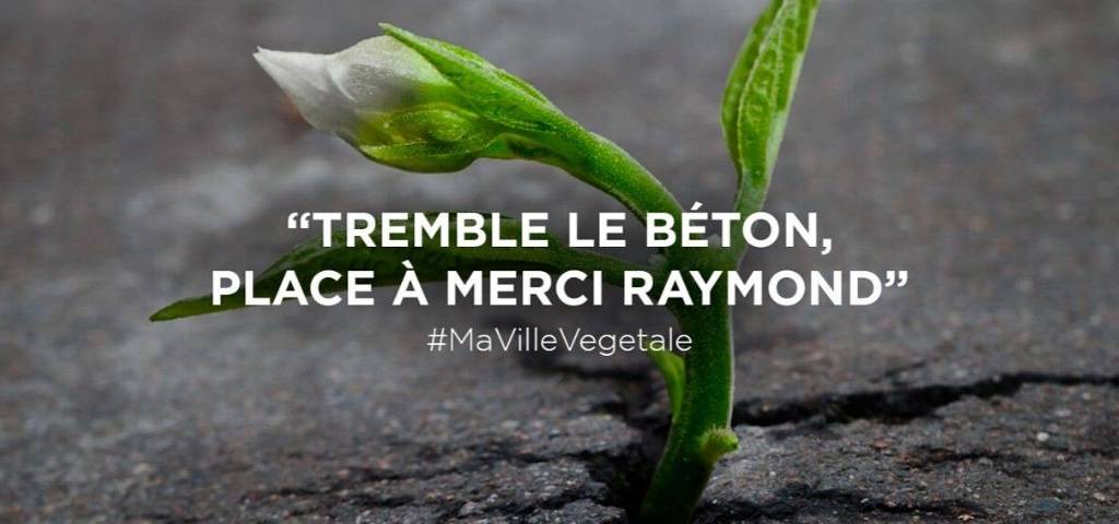 Plante sortant du béton