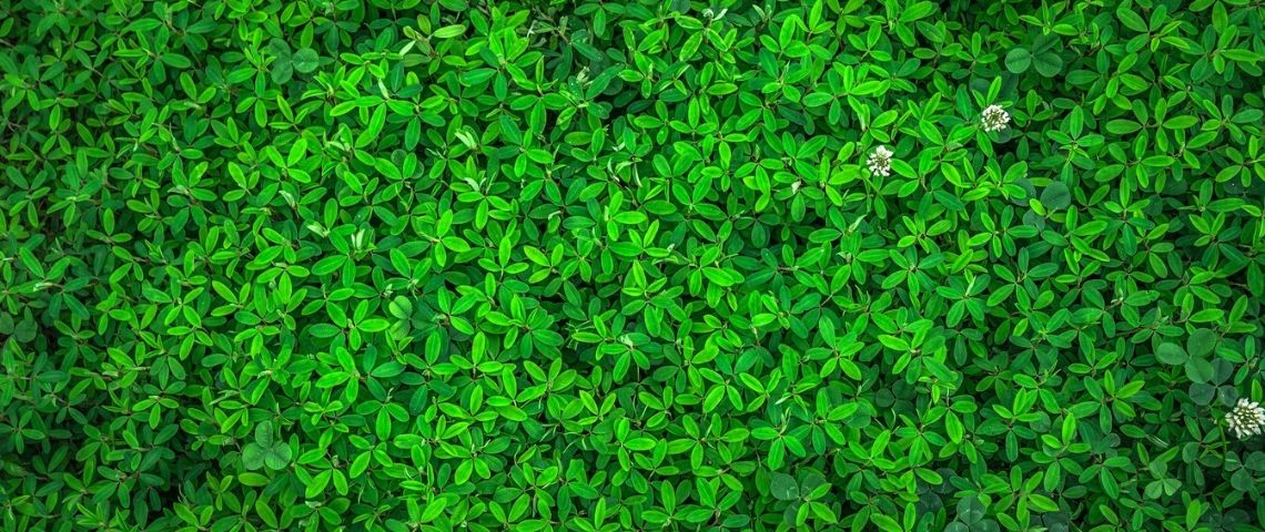 Publicis lance le programme No Impact for Big Impact pour une transition écologique de la communication Feuilles d'arbre