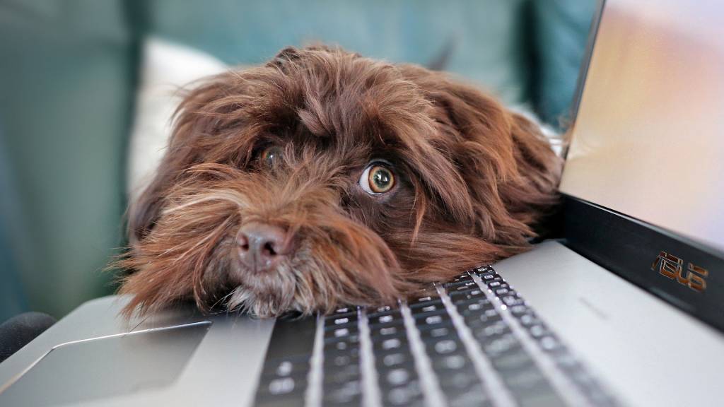 Chien qui a la tête posée sur un ordinateur portable