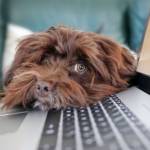 Chien qui a la tête posée sur un ordinateur portable