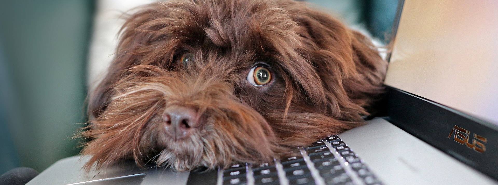 Pour promouvoir la semaine de 4 jours, l’agence.YZ lance le 4-Day Week Challenge Chien qui a la tête posée sur un ordinateur portable