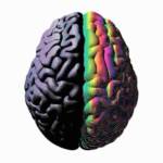 Un cerveau