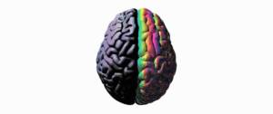 Un cerveau