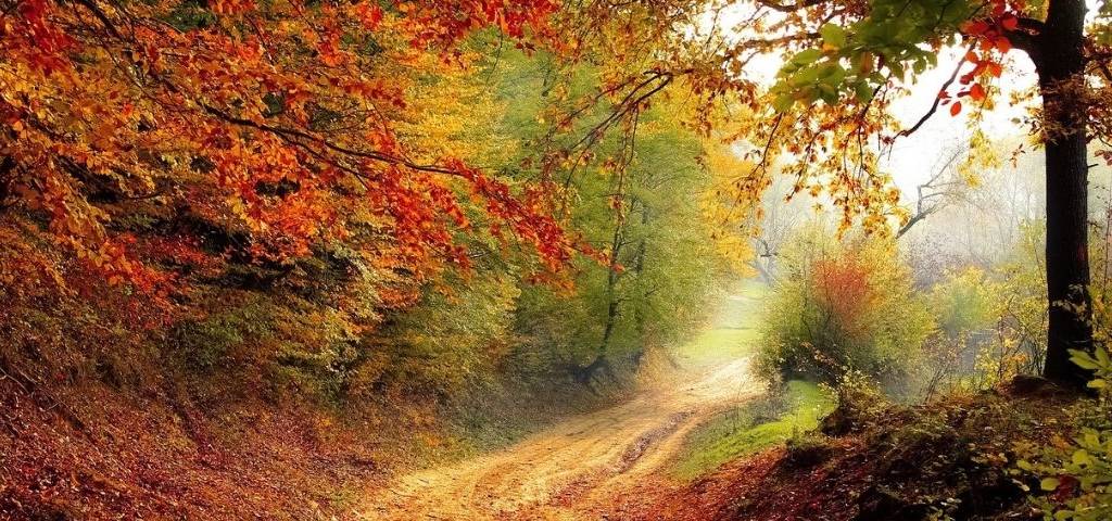 Arbres en automne