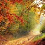 Arbres en automne