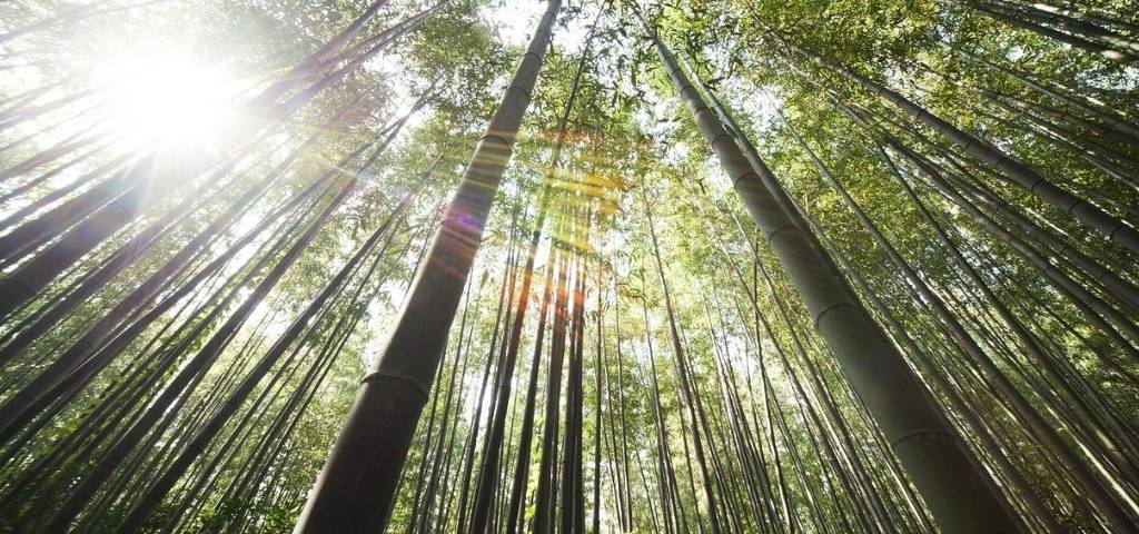 Forêt de Bambou