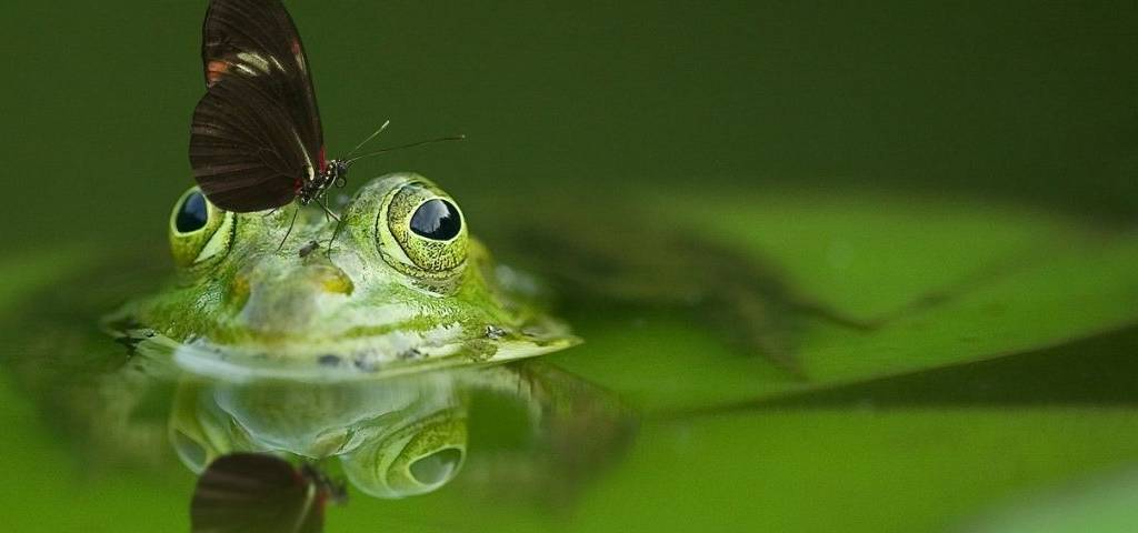 Grenouille avec un papillon posée sur son nez