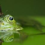 Grenouille avec un papillon posée sur son nez