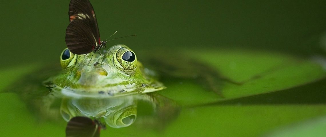Après Chanel, c’est au tour d’Adidas de contracter sa première dette verte dédiée au développement durable Grenouille avec un papillon posée sur son nez