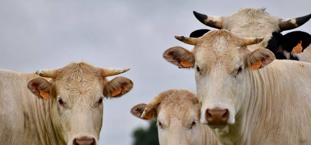 Vaches