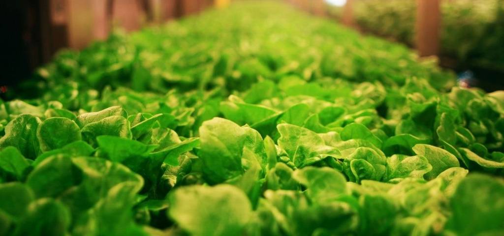 Salades