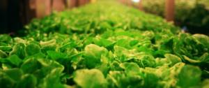 Salades