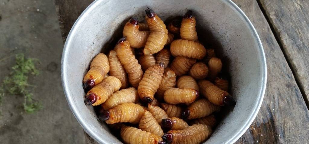 Asticots
