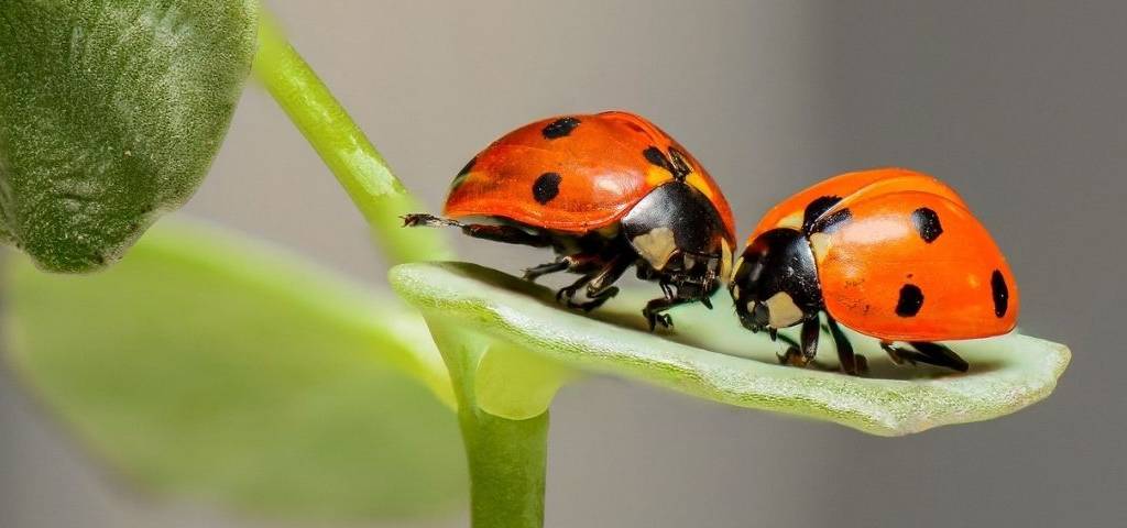 Coccinelles